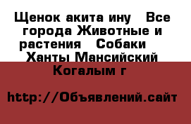 Щенок акита ину - Все города Животные и растения » Собаки   . Ханты-Мансийский,Когалым г.
